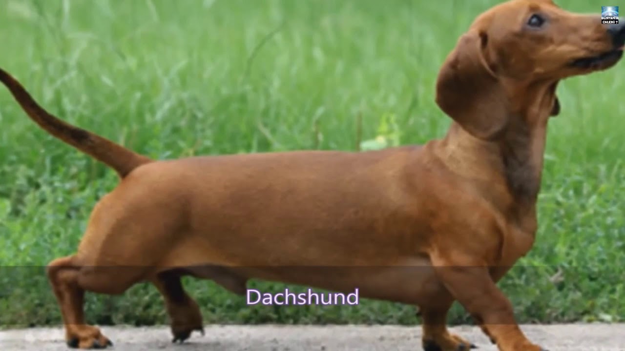 Gerçek köpek sesi ve havlaması ( dog voice) YouTube
