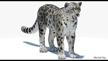 Snow Leopard 3D Model: Download - 3ds Max, Maya | PROmax3D