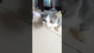 Ct Cat Skdiod Dkdoso Sksisos Sk