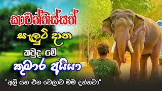 Download Lagu කාවන්තිස්ස ඇතා පාර මාරු කරන කුමාර අයියා | Kumara Aiya \u0026 Tusker Kawanthissa MP3 Download Lagu කාවන්තිස්ස ඇතා පාර මාරු කරන කුමාර අයියා | Kumara Aiya \u0026 Tusker Kawanthissa MP3