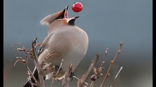 upd v2 Омелюх (свиристель) Waxwing. Bombycilla garrulus. Nostalgie music upd v2 Омелюх (свиристель) Waxwing. Bombycilla garrulus. Nostalgie music
