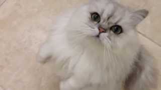 Cats 101 Chinchilla silver persian begs for treats