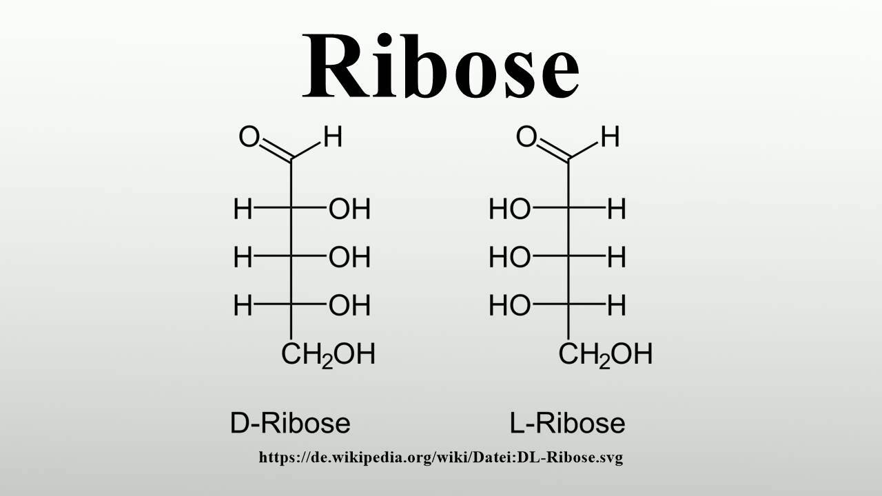 Рибоза 2 дезоксирибоза. Строение д рибозы. Д рибоза формула. Рибоза циклическая формула. Рибоза и дезоксирибоза формулы.