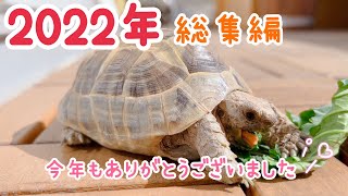 【ギリシャリクガメ&カブトニオイガメ】2022年総集編～最適床材、ケージ引っ越し→パンテオン9045、１年の成長記録♩～