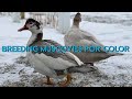 Breeding Muscovy Ducks for Color (Muscovy Genetics & Rare Colored Muscovies)