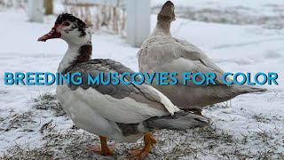 Breeding Muscovy Ducks for Color (Muscovy Genetics & Rare Colored Muscovies)
