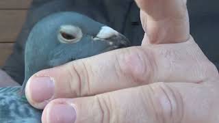 Download Lagu NL 1763040 2020 Orig Giel Janssens MP3