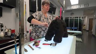 American cocker spaniel carding, top line, and face discussion@DogGroomingTV