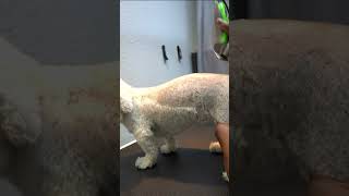 Groom time for this Bichon Frise  #shorts #dogshorts #BichonFrise