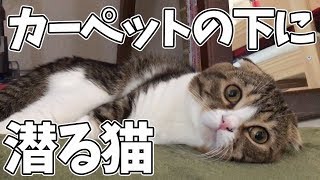【猫】カーペットの下に潜りたい！【スコティッシュフォールド】