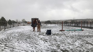 Clicker Training with Horses - Priority to Positive® Broadway at the mounting block