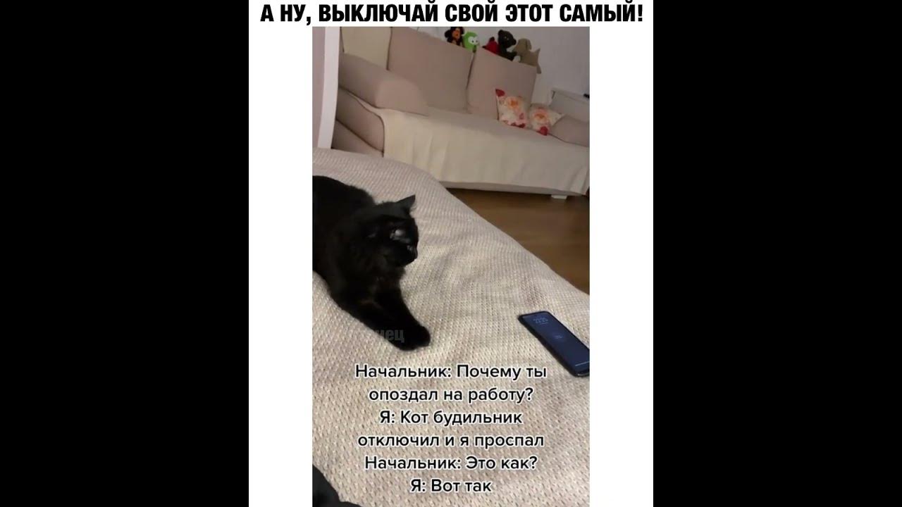 Включи выключи котов. Кот отключает будильник. Выключили кота. Как выключить кота.