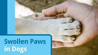 Top 20+ why is my dogs paw swollen