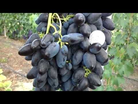 Виноград Атос 2017 (Панченко)