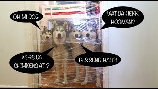 THE INVISIBLE WALL CHALLENGE WITH MY 4 SIBERIAN HUSKIES! (HILARIOUS DOG REACTIONS)