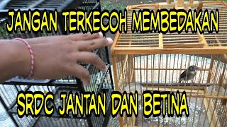 Cara mengetahui srdc yang masih ragu jantan atau betina begini caranya @JAYACHANNEL