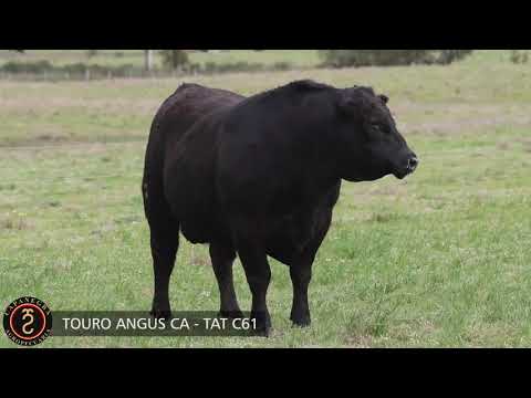 LOTE 33 - TOURO ANGUS CA   TAT C61