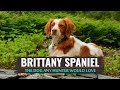 Brittany Spaniel – Must Know Information の動画、YouTube動画。