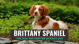 brittany spaniel coat