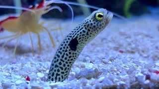 Facts: The Spotted Garden Eel