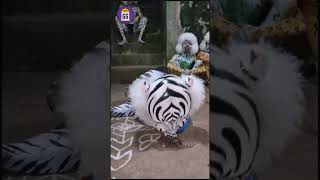 Tigerdance | Pili Nalike |