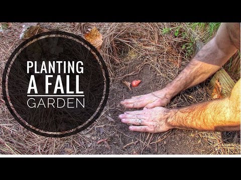 Video: Raised Garden Bed For Pumpkins: Pumpkin Cog Hauv Tsev Loj