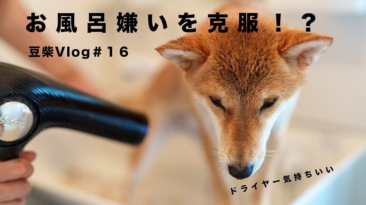 豆柴vlog 16 豆柴兄妹お風呂に入る 1年前と比較してお風呂嫌い克服出来たのか 柴犬成長記録 Youtube