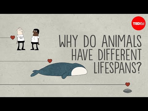 Video: Why Do People Live So Little?