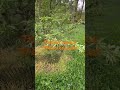 Japanese maple trees, how to select, water, feed and protect them from sun / wind! 7 May 2023