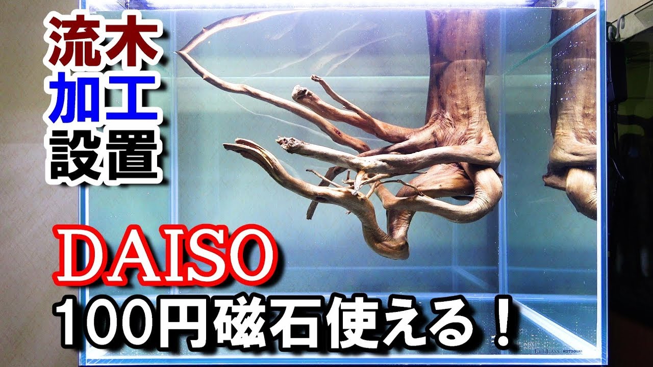 流木切断】と【100円強力磁石】オヤニラミ水槽立ち上げ#4 - YouTube
