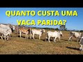 QUANTO CUSTA UMA VACA PARIDA?