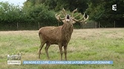 ANIMAUX & NATURE : En Indre-et-Loire, les animaux de la forêt ont leur domaine