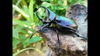 Amazing Facts About Rhino Beetles