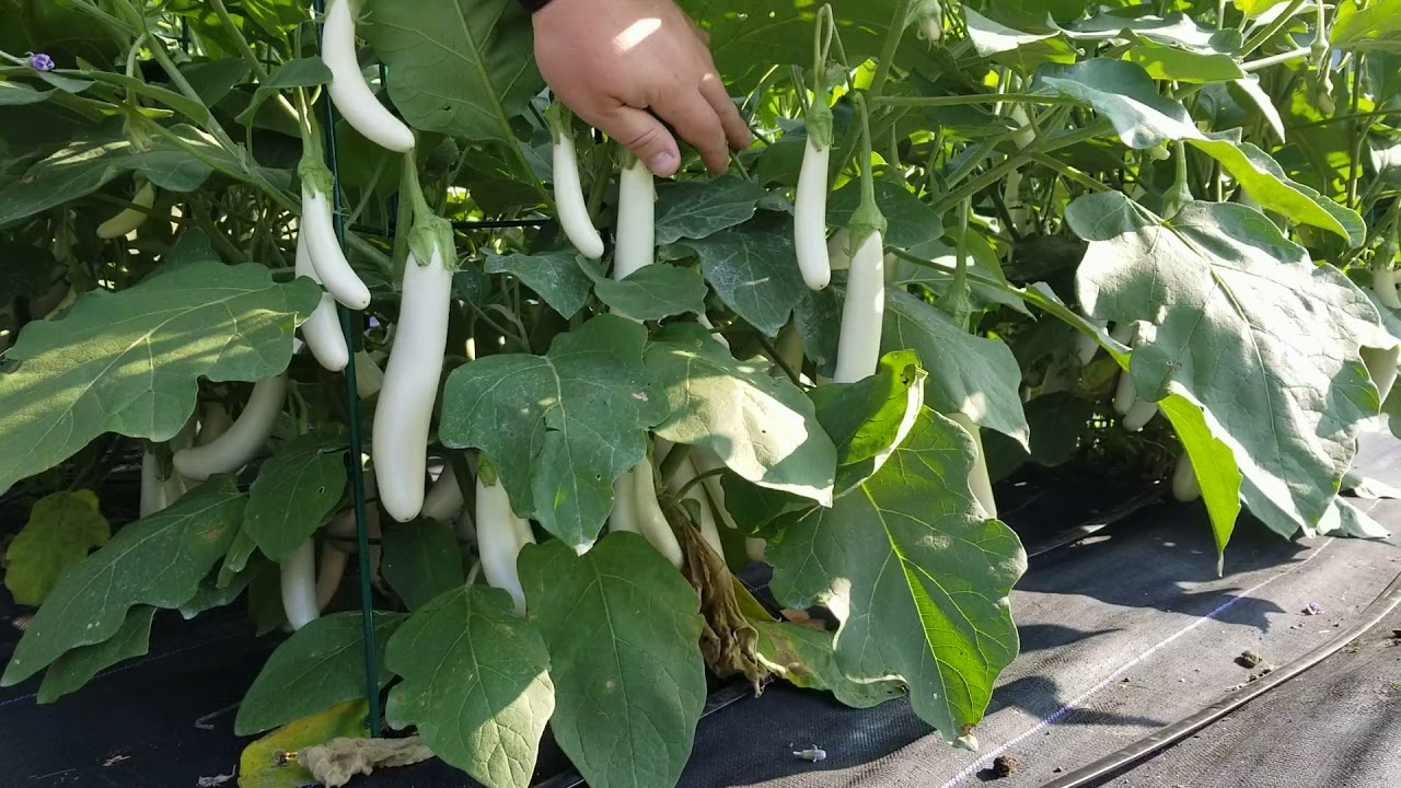'White Knight' Eggplant At The Farm YouTube