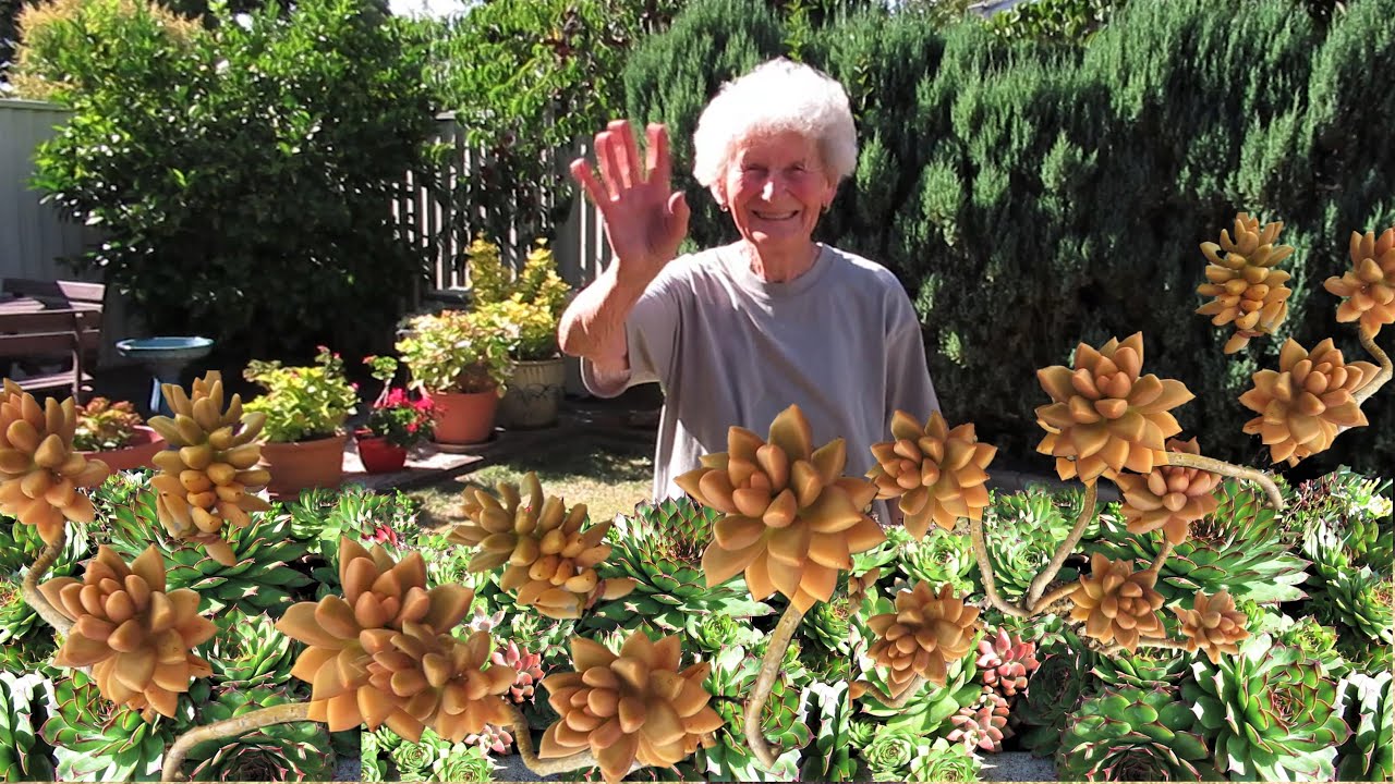 A visit to Mums Succulent Garden | VLOG #53 Succulents & Coffee w/ Liz