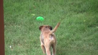 DOG vs. Rabbit by kbad73 135,045 views 6 years ago 2 minutes, 4 seconds