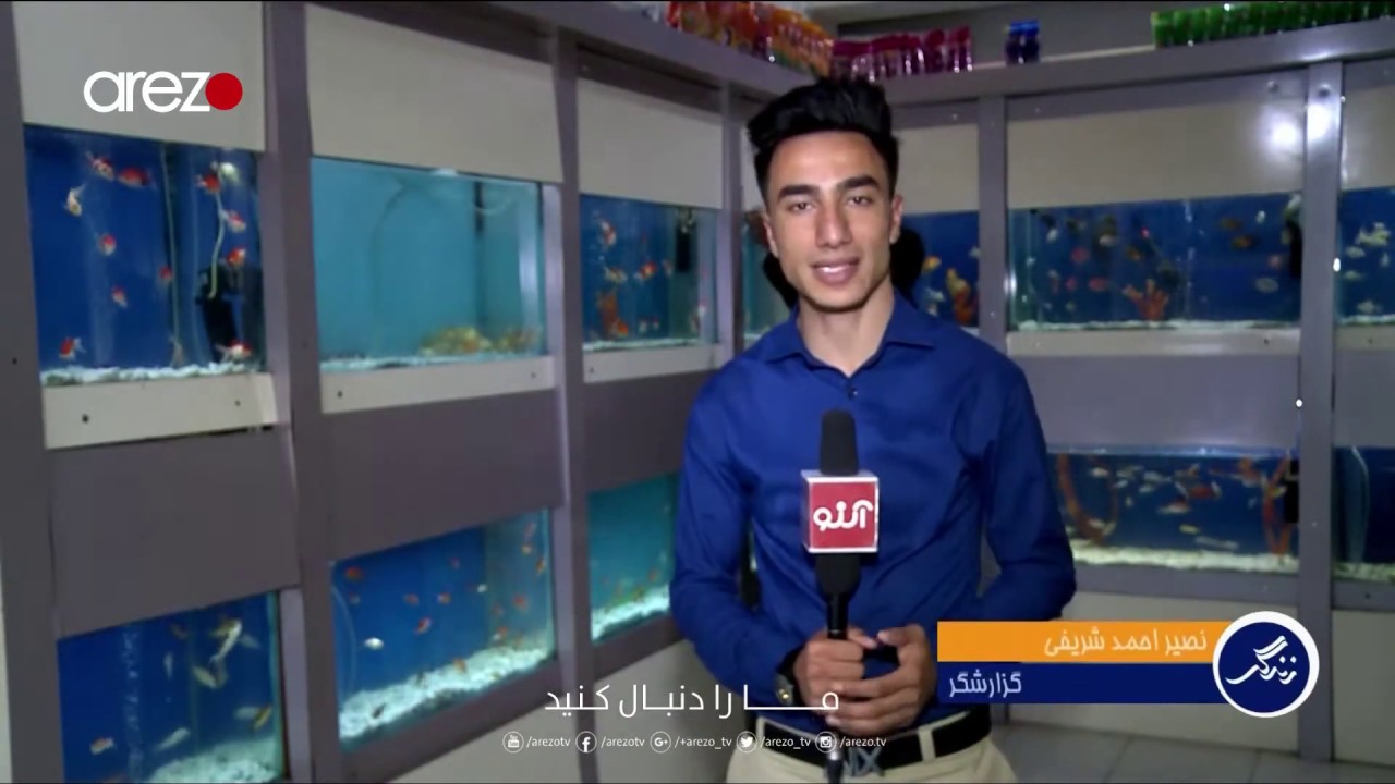 Zendage EP - 185 - زندگی - گزارش نصیراحمد شریفی در مورد فروش ماهی های زینتی و نمایشی در شهر مزارشریف