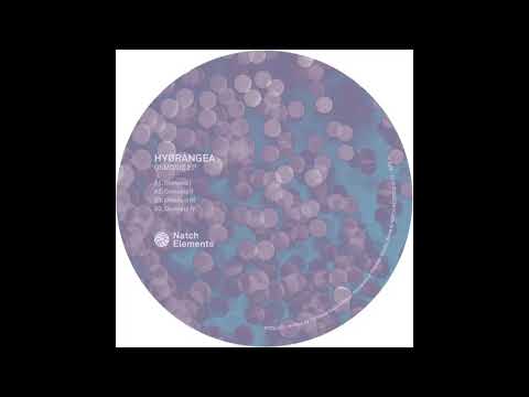 Hydrangea — Hydrangea - Osmosis II [NTCEL02]