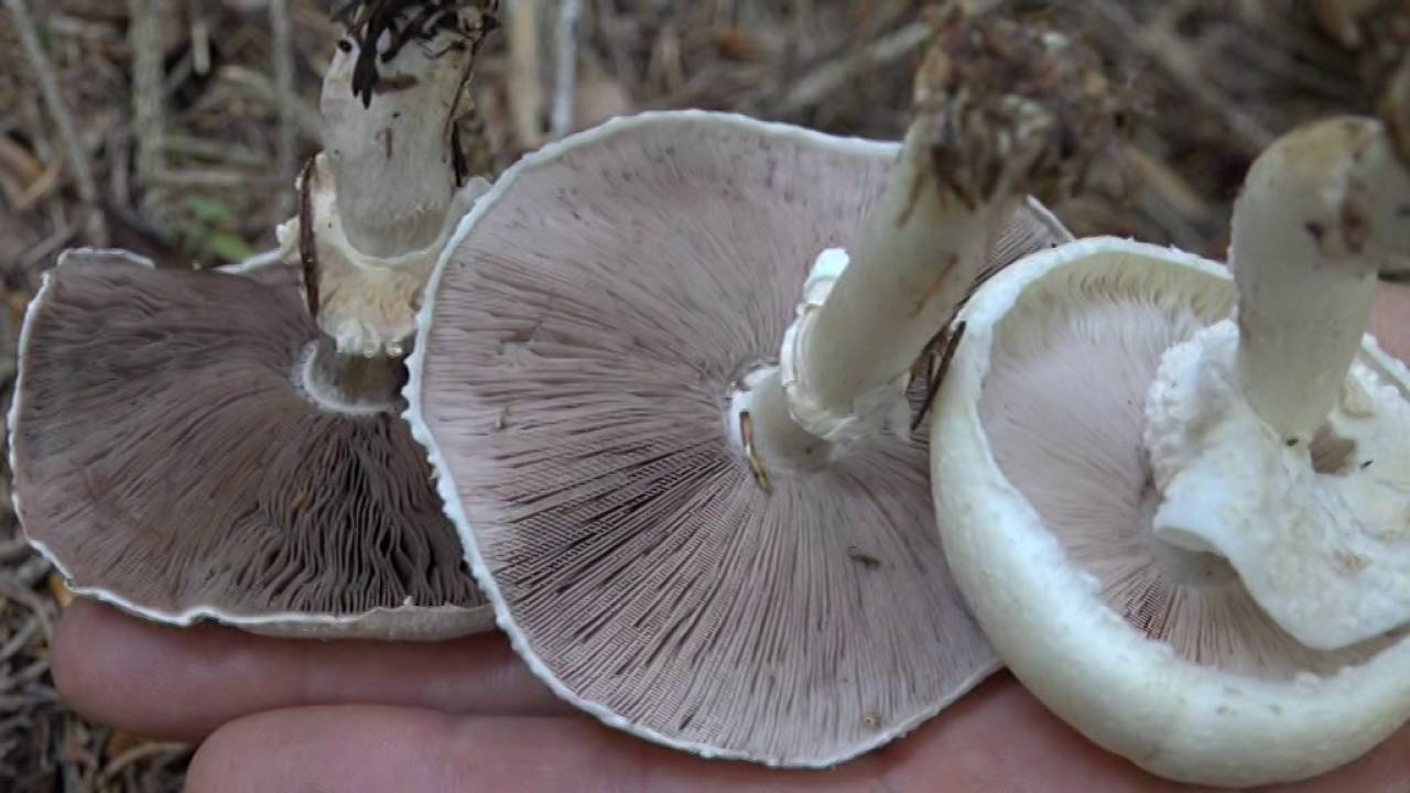 Agaricus essettei @ Conoscere i funghi 19.09.2016