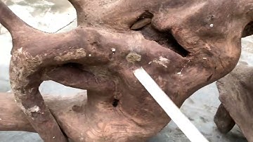 GL gốc hương đá krôngpa đặc tịt tinh lõi 125kg kt trong vd ( giá lh0338918991 thương gỗ quý.vn