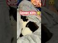 Soft Kitty, Warm Kitty… Professional Napper Edition 🐱💤#softkitty #sheldoncooper #cats