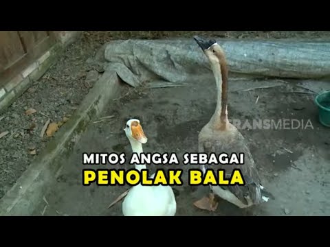 Video: Apakah daging angsa satu kata?