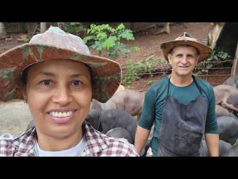 MORINGA ALIMENTO PARA SUÍNOS, TRATO EM INATURA.