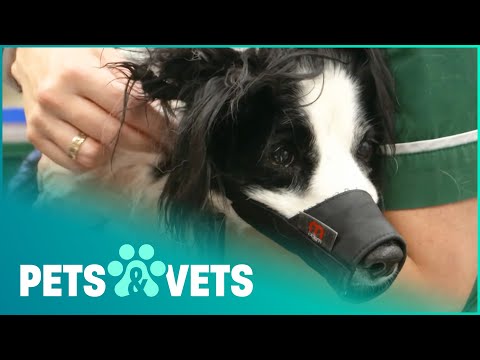 Vídeo: D'on provenen els border collies?