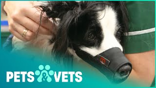 Two Trapped Border Collies Need Saving | The Dog Rescuers | Pets & Vets