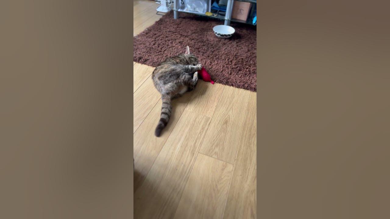 Belle LOVES Her New Toy!
