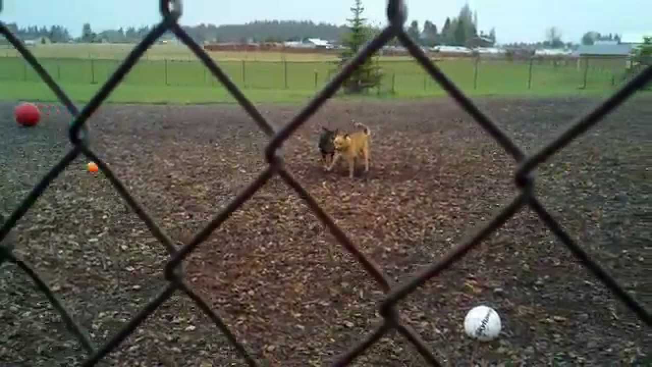 Pet Park in Kalispell at the Humane Society YouTube