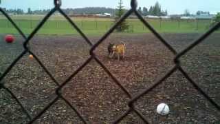 Pet Park in Kalispell at the Humane Society