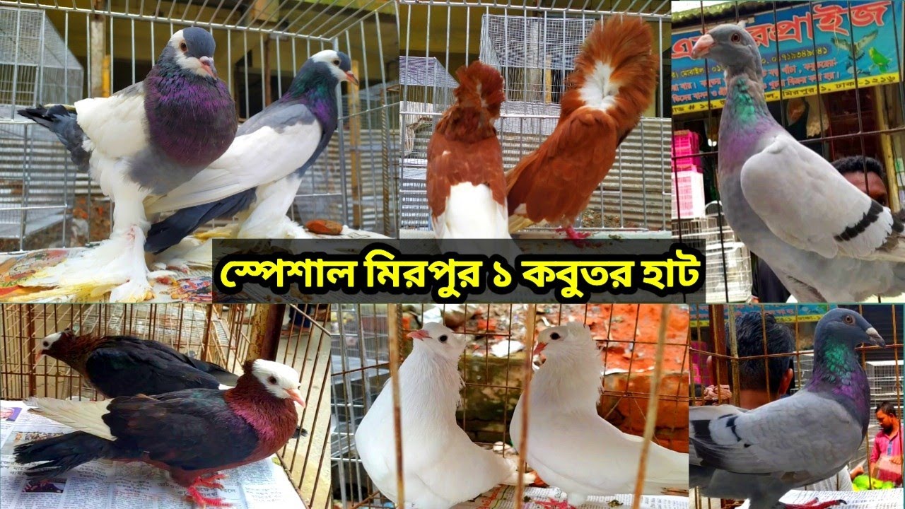 মিরপুর ১ কবুতর হাট | Mirpur 1 Kobutor Hat | Biggest Birds and Pigeon Market in Bangladesh 2022
