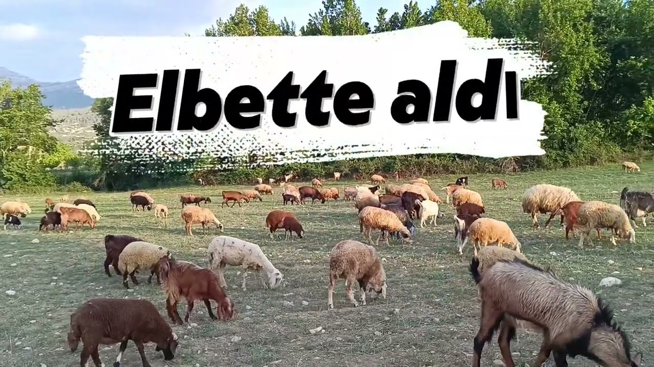 Yeni Aldığım Halep Keçisi ve Kilis Keçileri. Hangisi Daha Verimli?